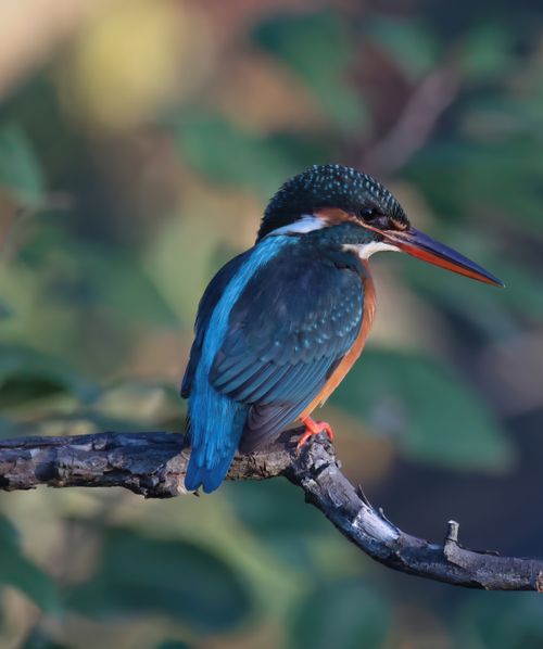 Free A vibrant kingfisher sits calmly on a branch, showcasing its vivid blue and orange plumage amidst the lush greenery. Stock Photo