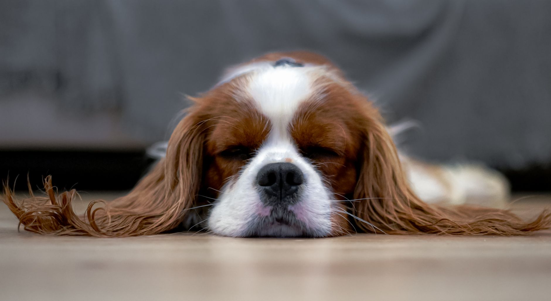 16 Surprisingly Quiet Dog Breeds: The Complete Guide