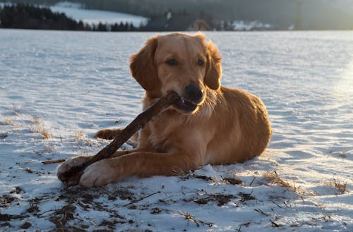 Dog with Stick on Snow