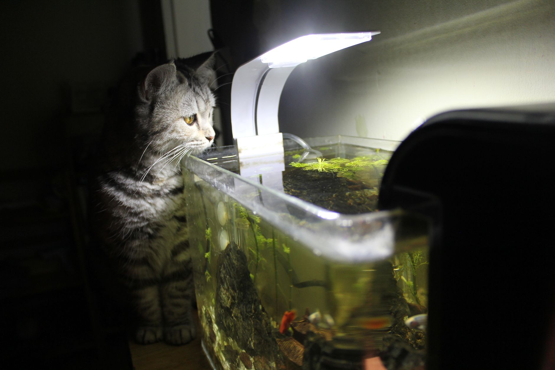 Automatic Fish Tank Lights vs Manual (2026) – Precise, Easy Aquarium Lighting Solutions Compared