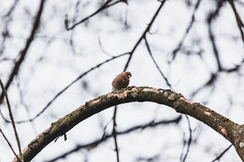 A Sparrow on a Tree Branch 