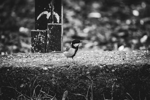 Bird in Black and White