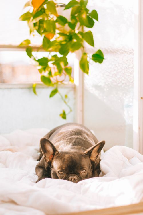 Free A French Bulldog peacefully resting indoors with natural sunlight and green foliage. Stock Photo