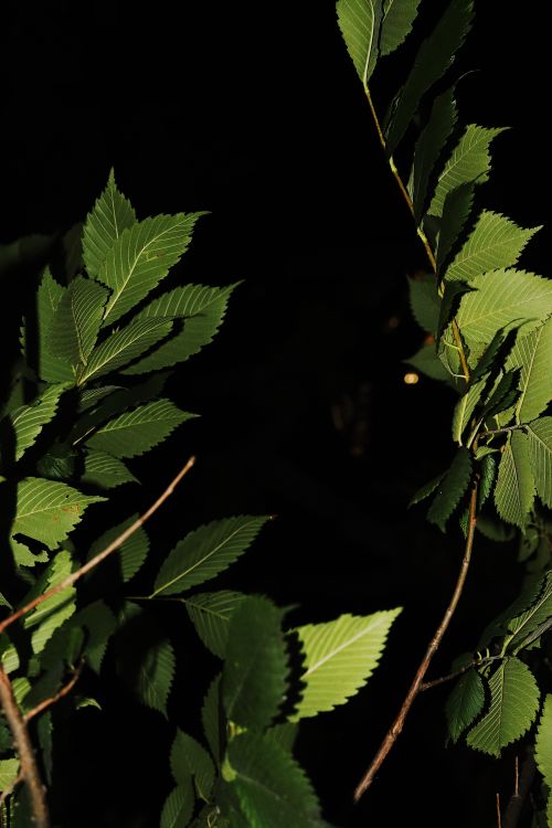 Free Close-up of vibrant green leaves against a dark background in a summer night setting. Stock Photo