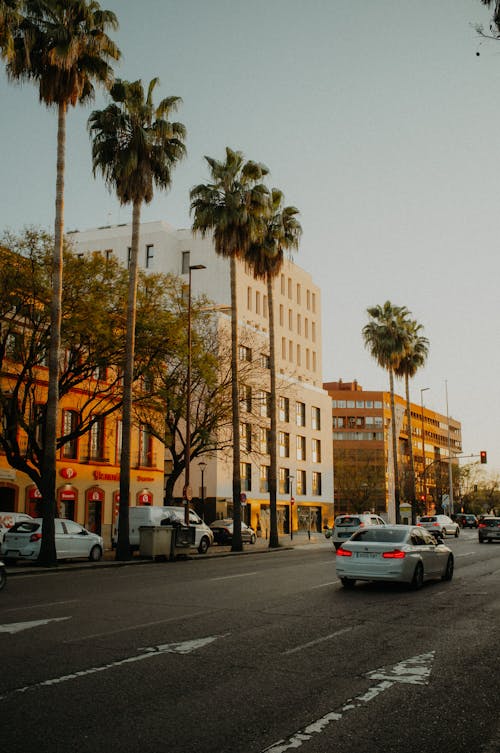 Palm Trees by Street in City