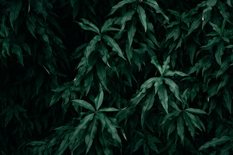 Dark Marijuana Leaves