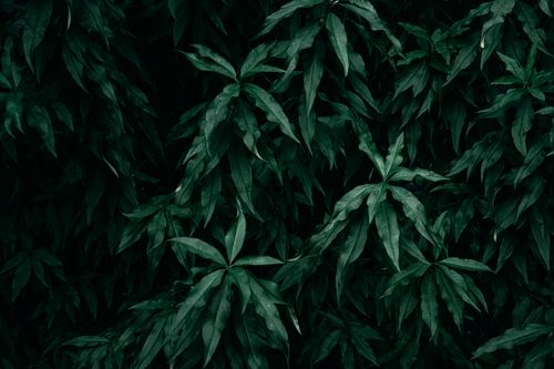 Free An artistic capture of lush green foliage showcasing dark natural tones for a moody ambiance. Stock Photo