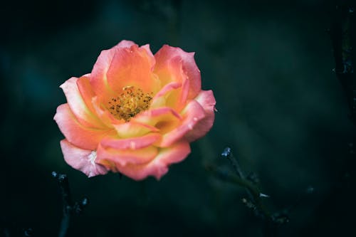 꽃잎, 분홍색, 섬세한의 무료 스톡 사진