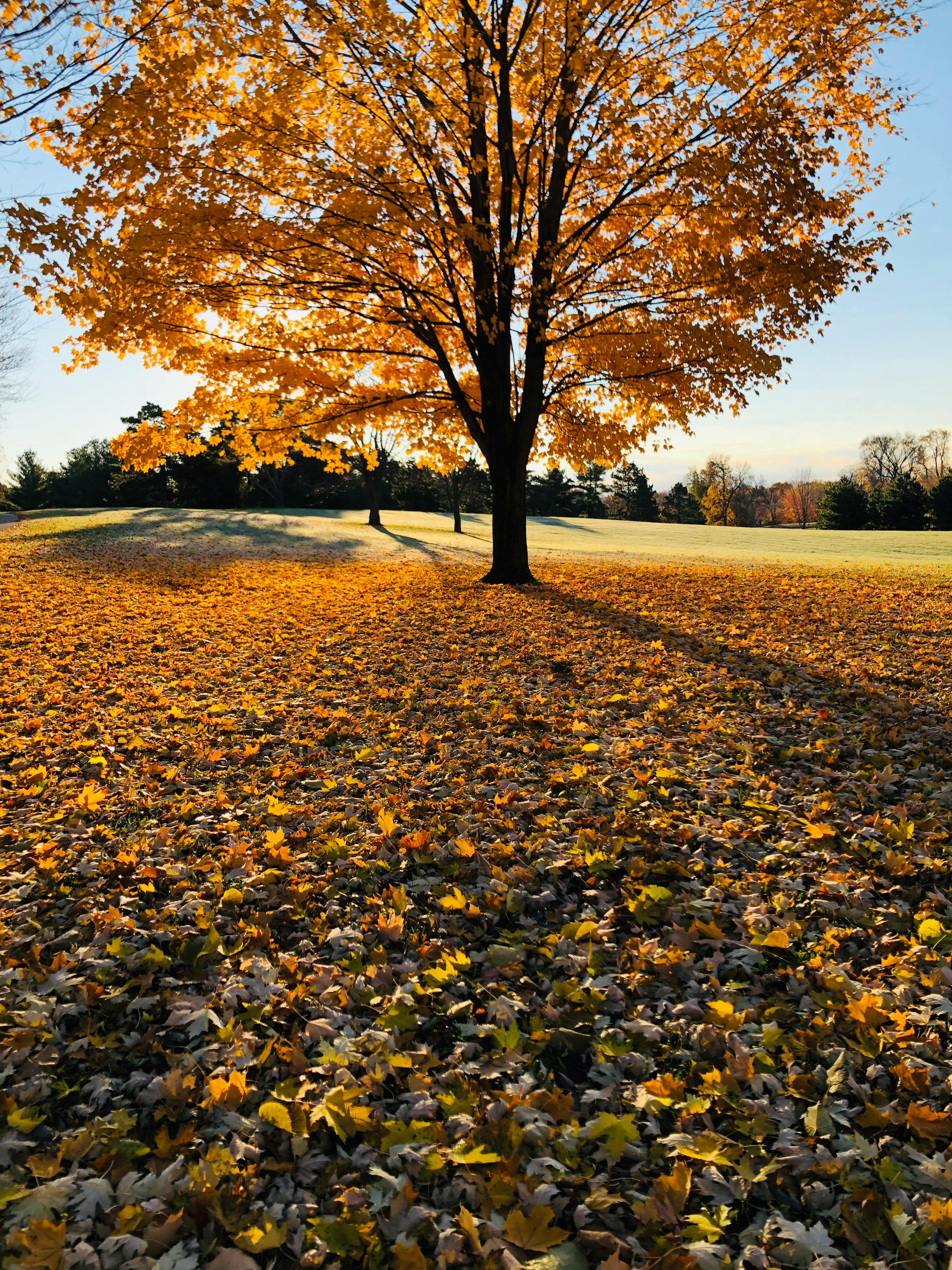 Free Stock Photo Of Fall Colors Fall Foliage Fall Leaves