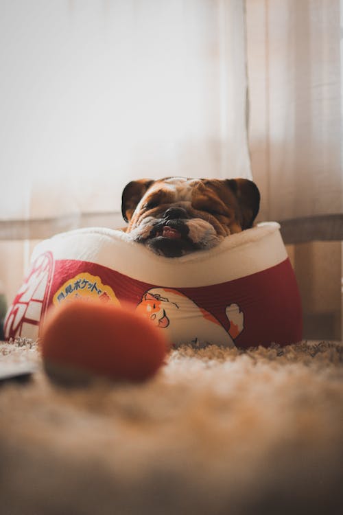 Free A Bulldog Sleeping in a Dog Bed  Stock Photo