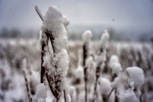Close-up of snow-covered cattails in a winter marsh near Weaver, MN.