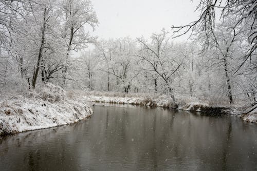 Imagine de stoc gratuită din apă curgătoare, arbori, codru