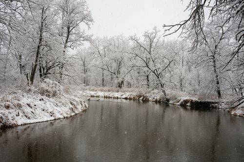 Free Tranquil winter scene with snow-covered trees and a calm river in Elba, MN. Stock Photo