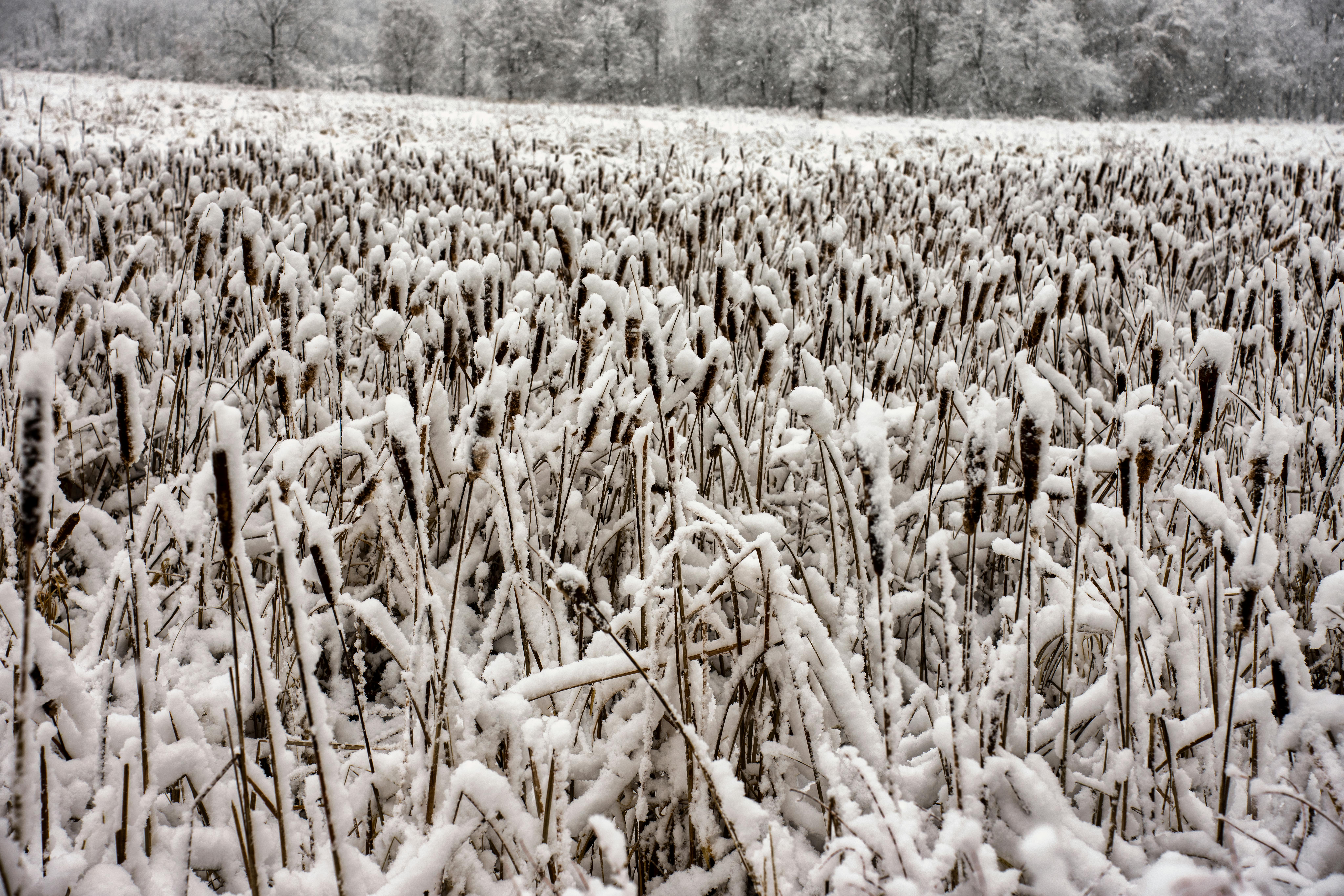 Phragmites australis: Ecología, Manejo y Biotecnología en Humedales