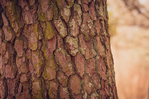 Close-up of the Bark on a Tree Trunk 