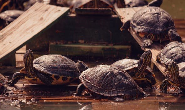 Multiple turtles basking in the sun on wooden planks by the water.