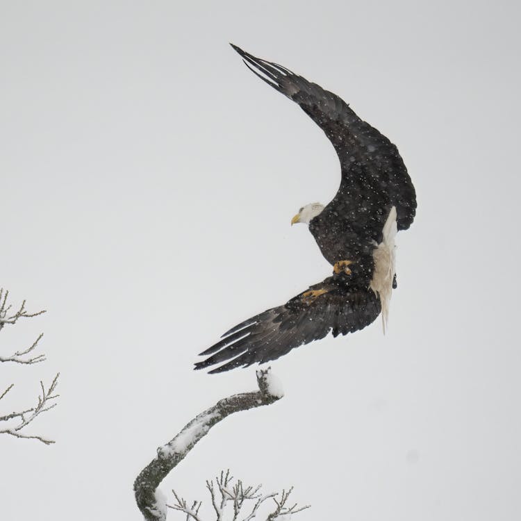 Eagle Landing On Tree