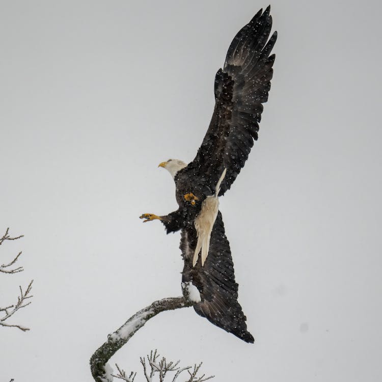 Close-up Of A Bald Eagle Landing On A Tree