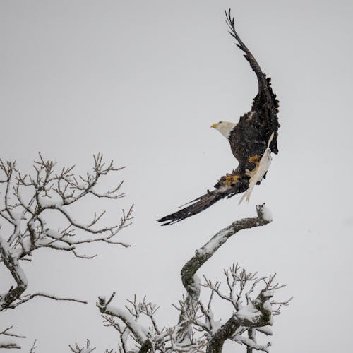 Foto d'estoc gratuïta de àguila calba, arbre, aterrant