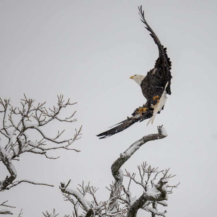 A Bald Eagle Landing On A Tree