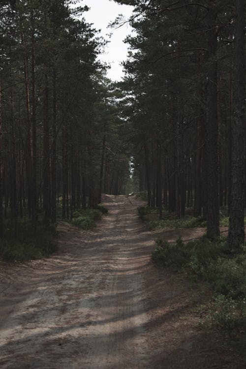 Road in Green Dense Forest