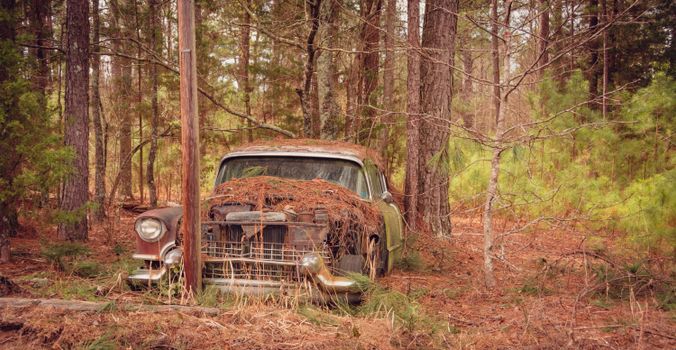 Old, rusty car engulfed by nature in a dense forest setting, symbolizing decay.