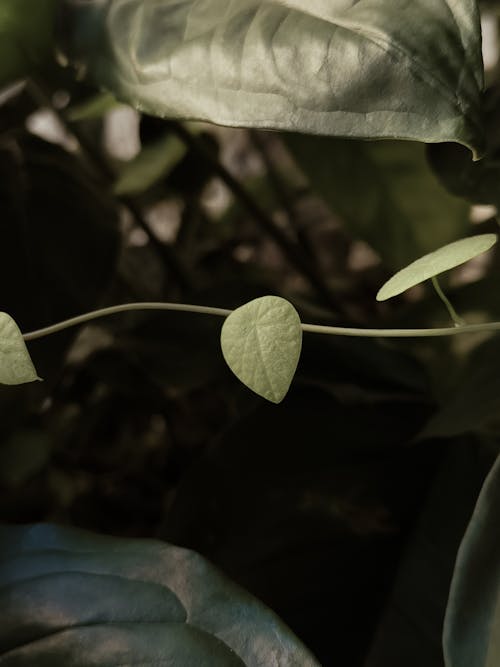 Dark Tropical Plant Leaves 