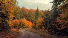 一条蜿蜒的道路宁静地穿过秋叶绚烂的森林