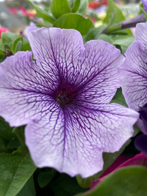 Free stock photo of amazing, angel s breath flowers, beautiful nature Stock Photo