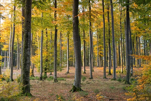 森林中高大的树木和色彩缤纷的树叶，展现出一派宁静的秋景
