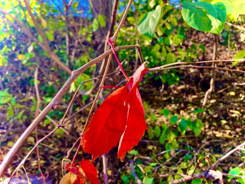 Free stock photo of autumn, fall, leaf Stock Photo