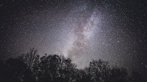 免费 夜晚的天空下树木的轮廓 素材图片