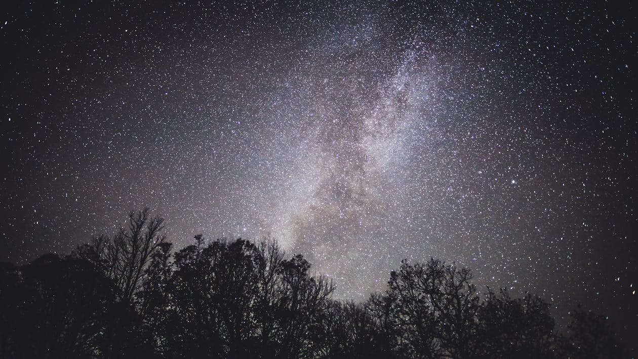 Silhouette of Trees Under Night Sky