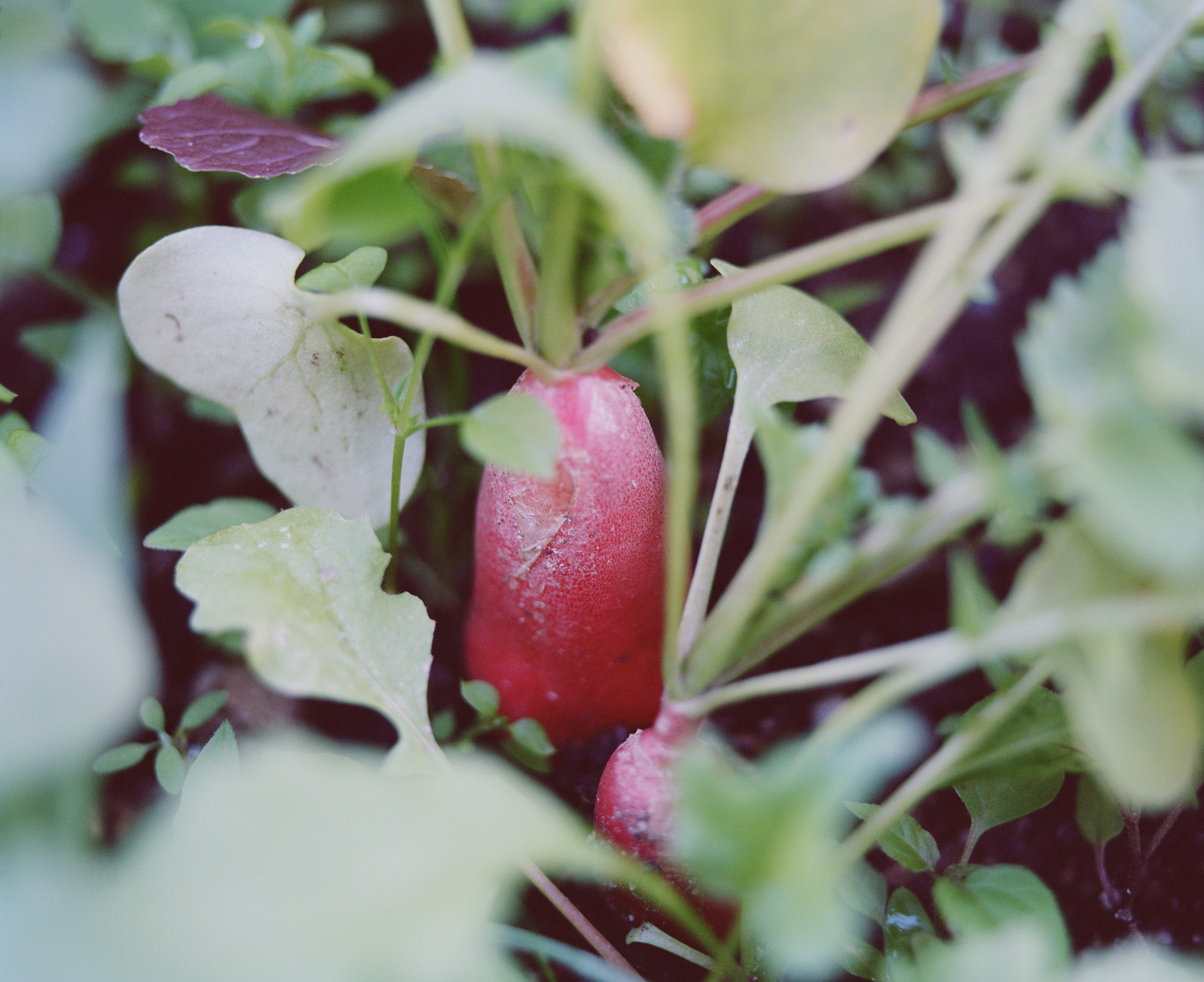 Vibrant radishes growing amidst green leaves, symbolizing farm freshness.