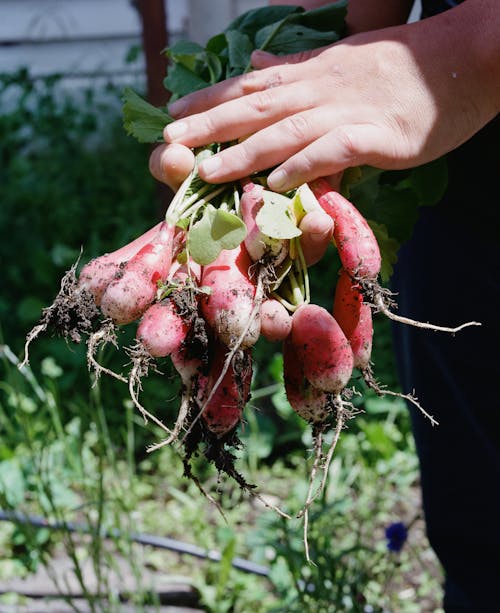 Hands Holding Radish