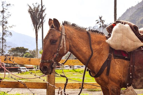 Foto profissional grátis de animal, arame farpado, arreios