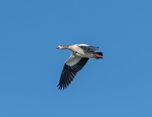 Goose Flying in Blue Sky