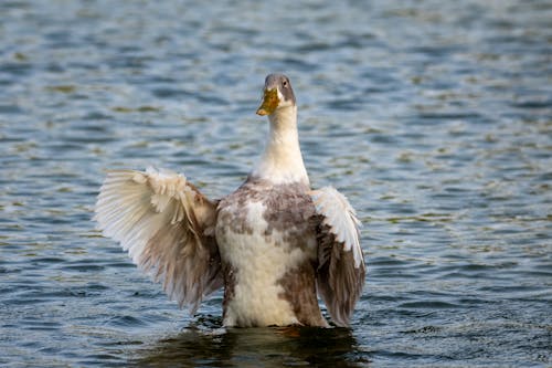 Gratis stockfoto met detailopname, dierenfotografie, eend