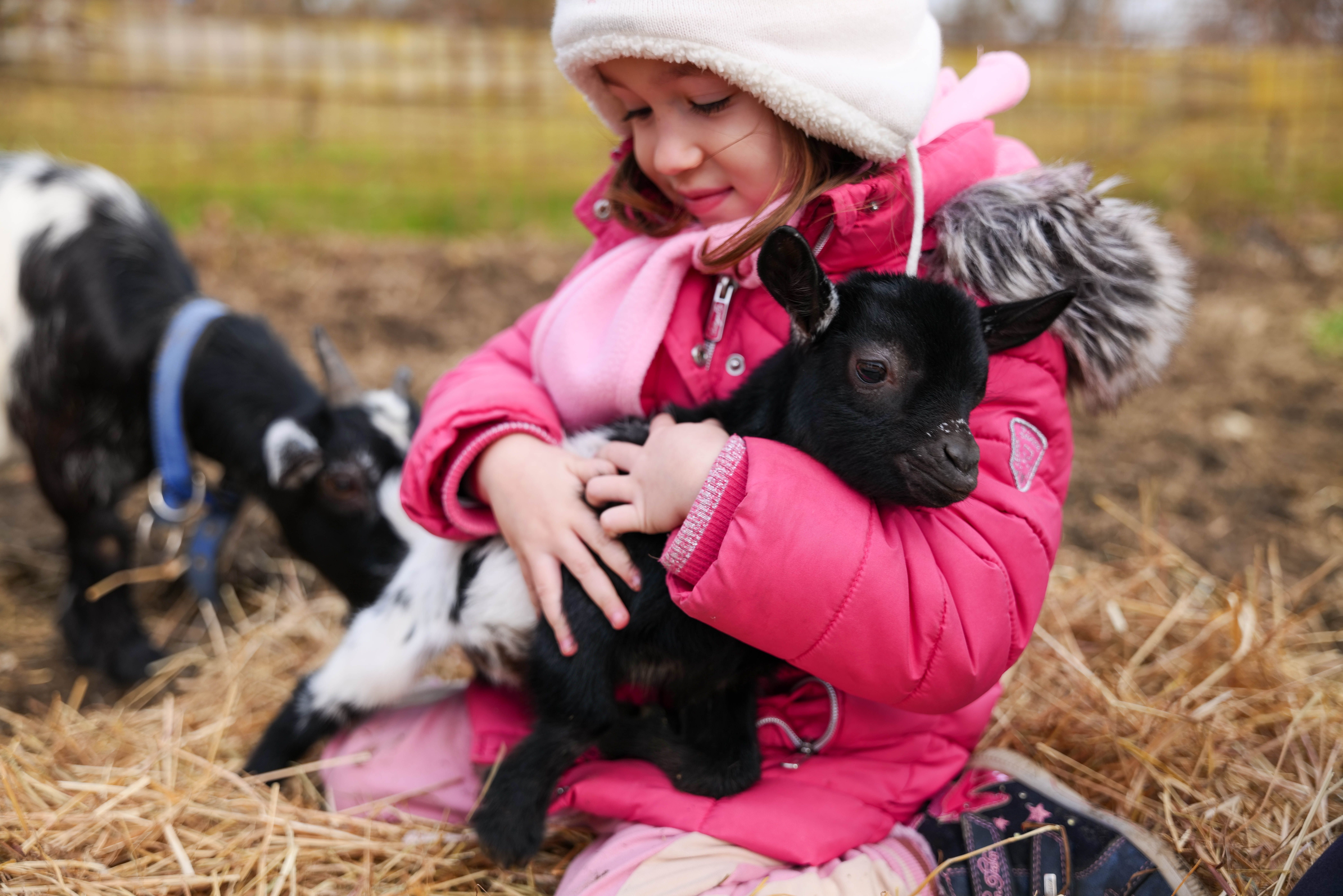 A young girl warmly embraces a cute baby goat on a farm in Garešnica, Croatia.