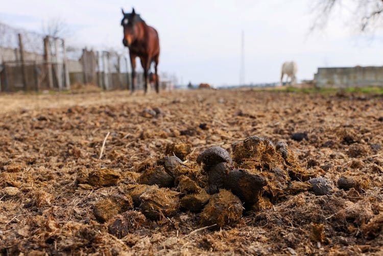 Horse Poop On Ground