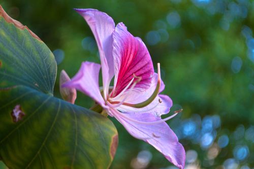 Free Stunning close-up of a vibrant pink Bauhinia variegata flower in full bloom against a lush green background. Stock Photo