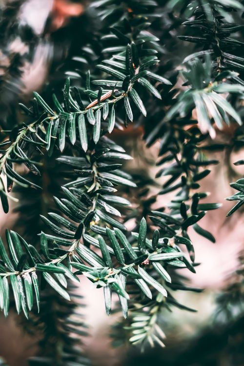 Free Detailed view of evergreen pine branches with natural lighting, showcasing outdoor botanical beauty. Stock Photo