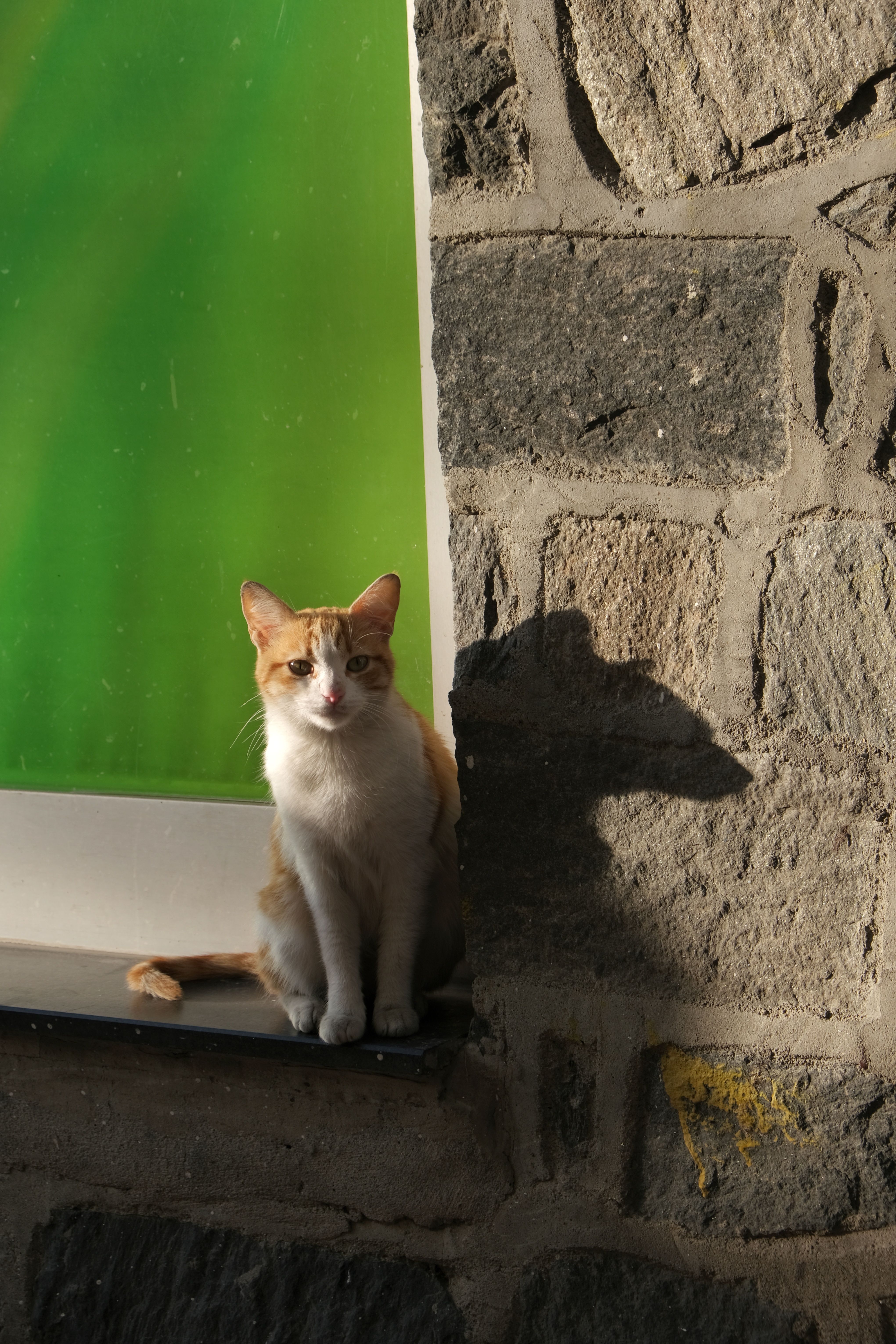 Cat Sitting on Windowsill Casting Shadow on Wall · Free Stock Photo