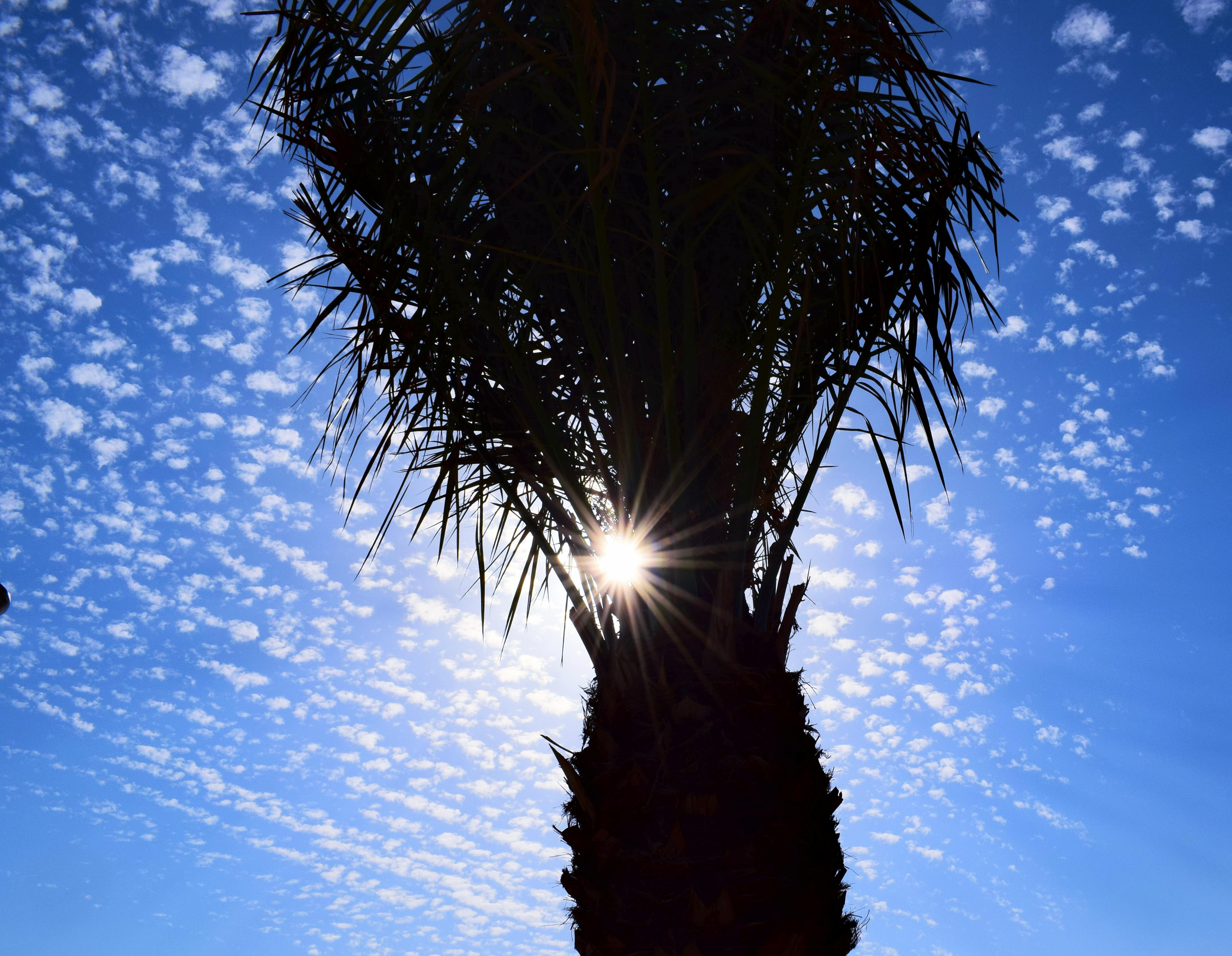 シルエット ヤシの木 太陽の無料の写真素材