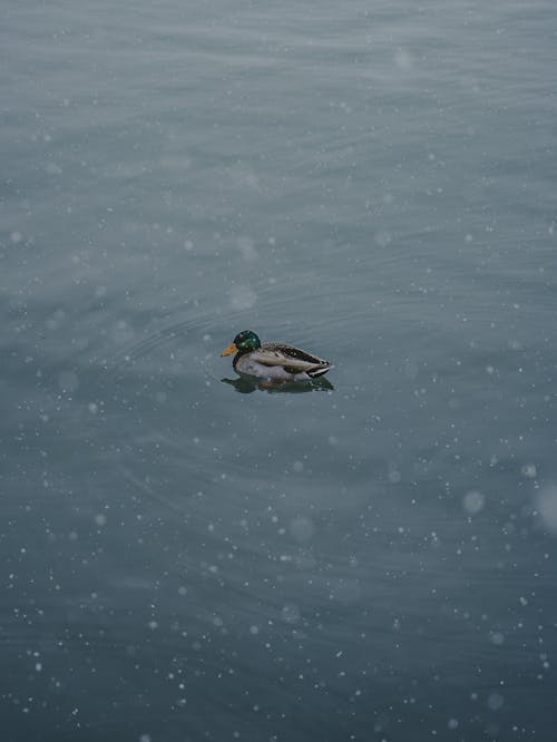 Duck Swimming in Water in Winter