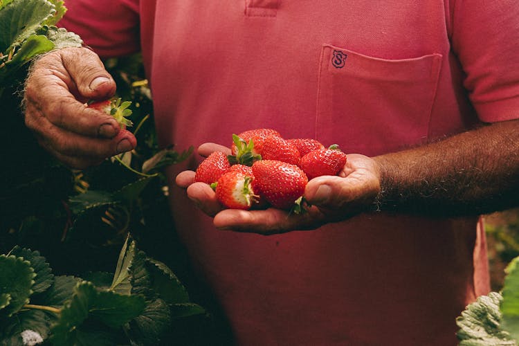 Strawberries In Hands