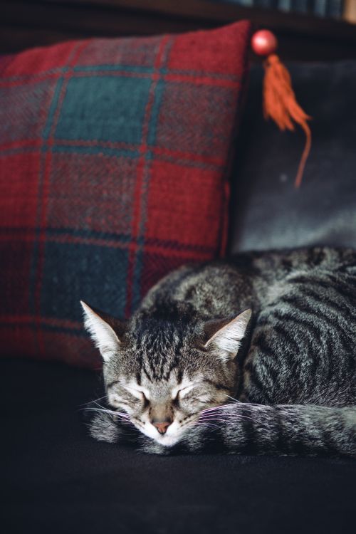 Free A cute tabby cat peacefully sleeping on a dark sofa with a colorful cushion. Stock Photo