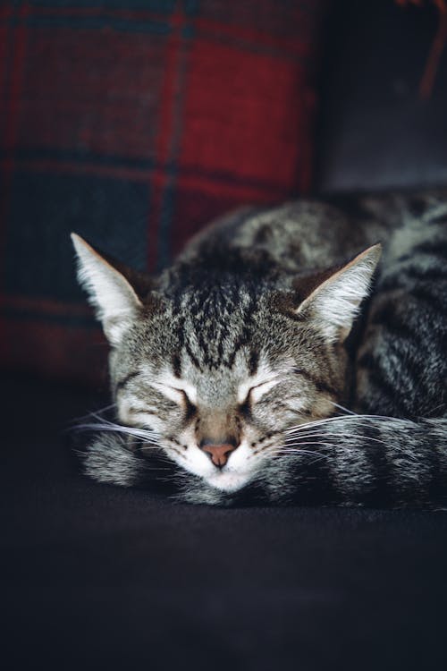 Sleeping Cat on Sofa