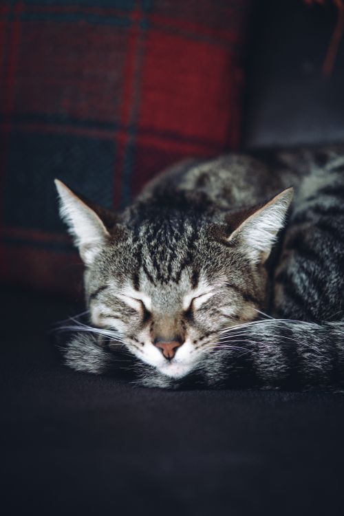 Free A gray tabby cat peacefully sleeping on a dark sofa with a red pillow in the background. Stock Photo