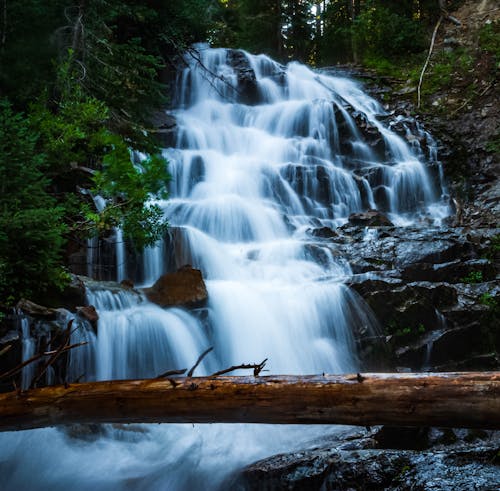 Foto profissional grátis de arbustos, árvores, cachoeira